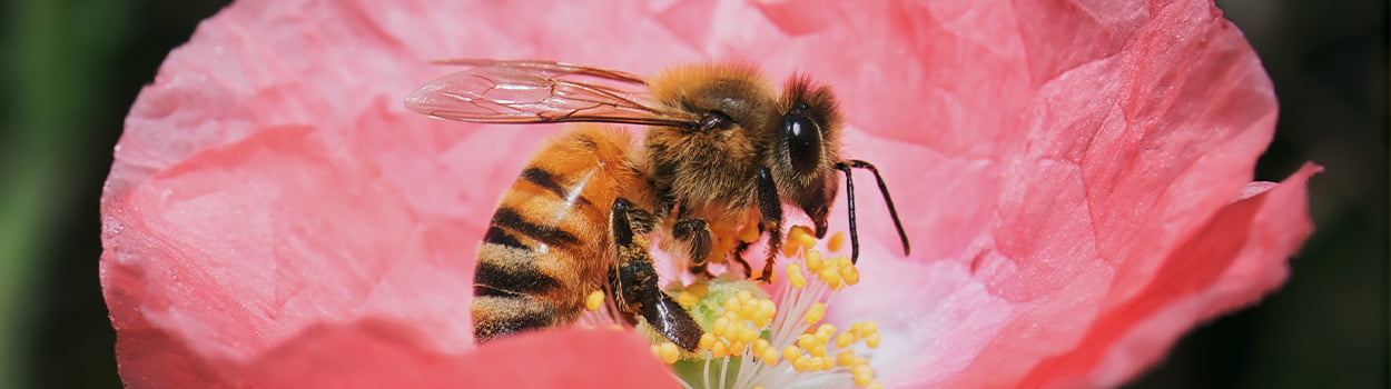 bescherm de insecten